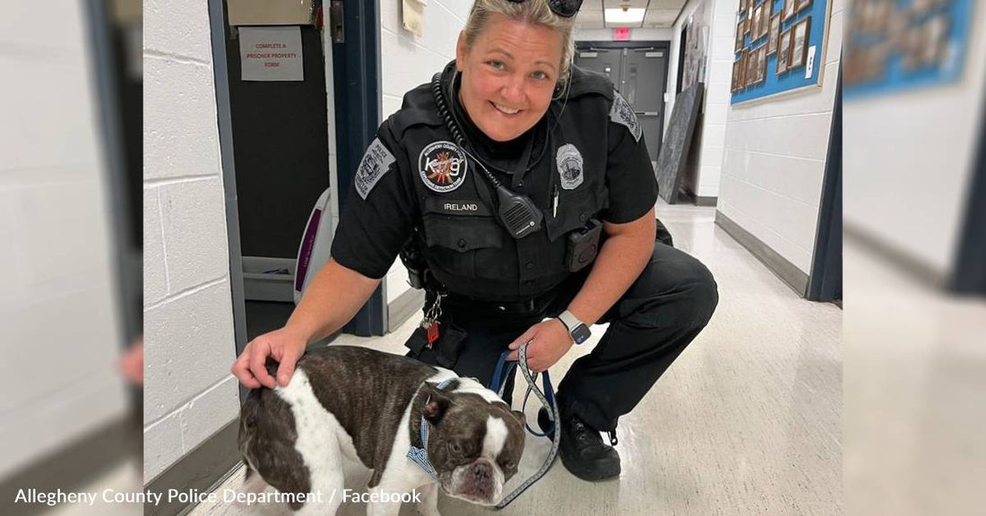 Traveler Faces Charges After Abandoning Dog At Pittsburgh Airport