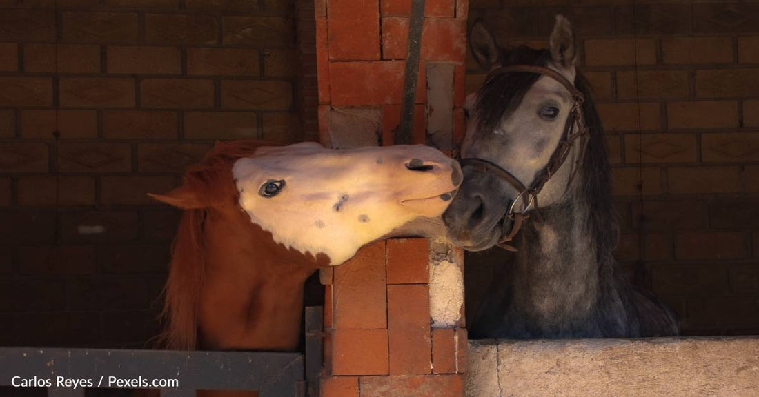 26 Horses Die In Georgia Barn Fire