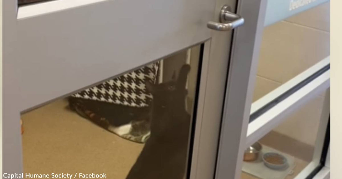 Trickster' Shelter Cat Secretly Opens Door When Staff Aren't Watching