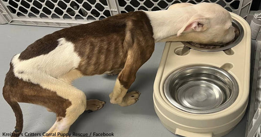 Starving Pittie Learns To Trust After Rescuers Give Her A Second Chance At Life