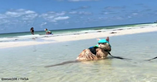 Carefree Cat Enjoys A Day At The Beach With His Family