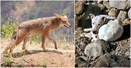 Pack Of Coyotes Take In Dog As One Of Their Own After He Was Dumped By Owners