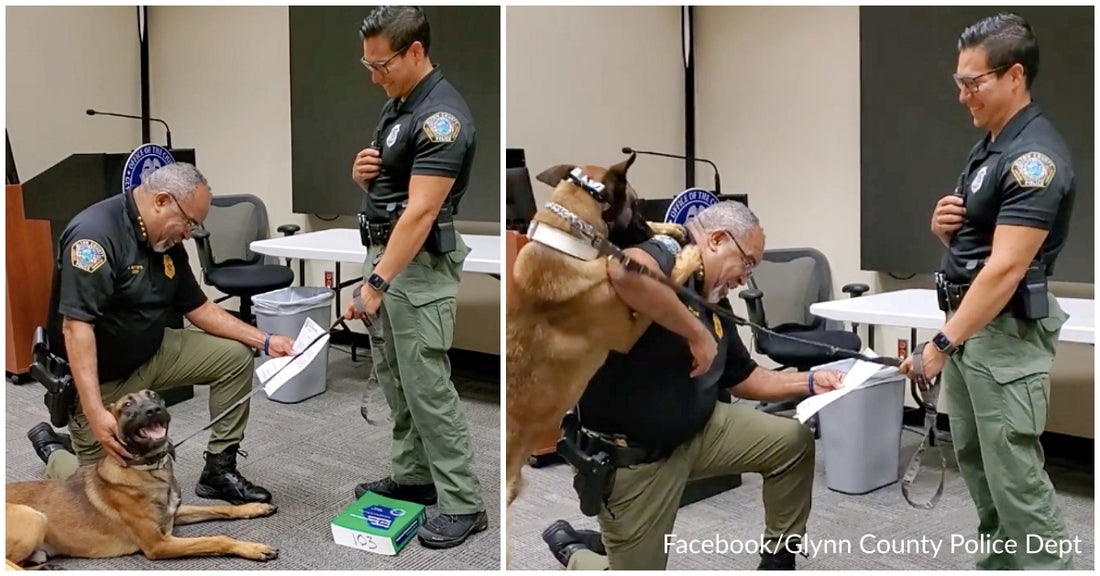 Playful Police K9 Can’t Contain His Excitement During His Swearing In Ceremony