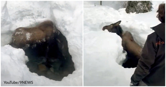 Group Of Snowmobilers Rescue A Moose Trapped Beneath The Ice Of A Frozen Creek