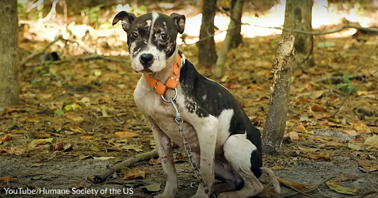 Traumatized Pup Rescued From Dogfighting Ring Is Slowly Learning To Trust Humans Again