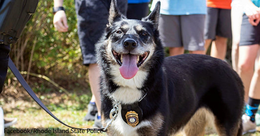 Shelter Dog At Risk Of Being Euthanized Becomes A Police K9 & Saves A Boy’s Life