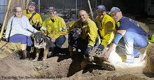 Curious Pups Crawl Into Den, Get Stuck For Hours When Giant Tortoise Blocks The Exit