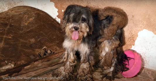 Dog Undergoes Transformation After She's Saved From The Most Squalid Conditions