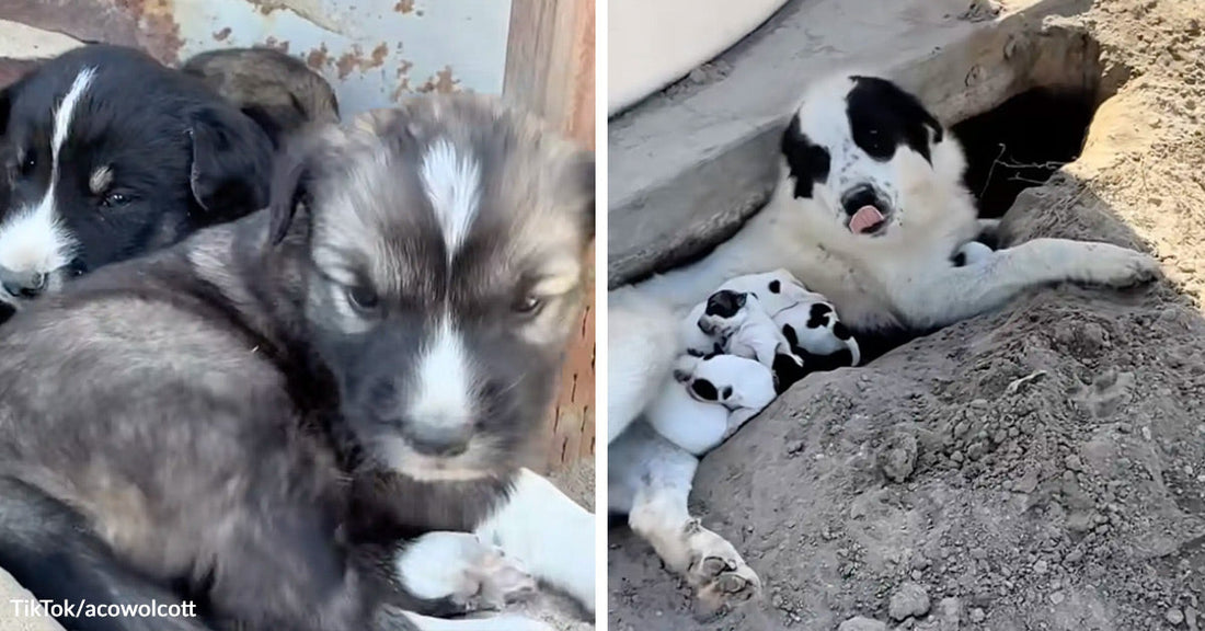Close-up of two fluffy puppies huddled together; paired with a black-and-white mother dog lying in a dirt hollow beside several newborn puppies.