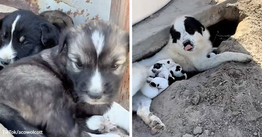 Close-up of two fluffy puppies huddled together; paired with a black-and-white mother dog lying in a dirt hollow beside several newborn puppies.