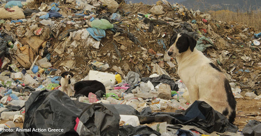 Over 150 Homeless Dogs Living At Dump In Greece Were Neutered & Vaccinated, Thanks To You