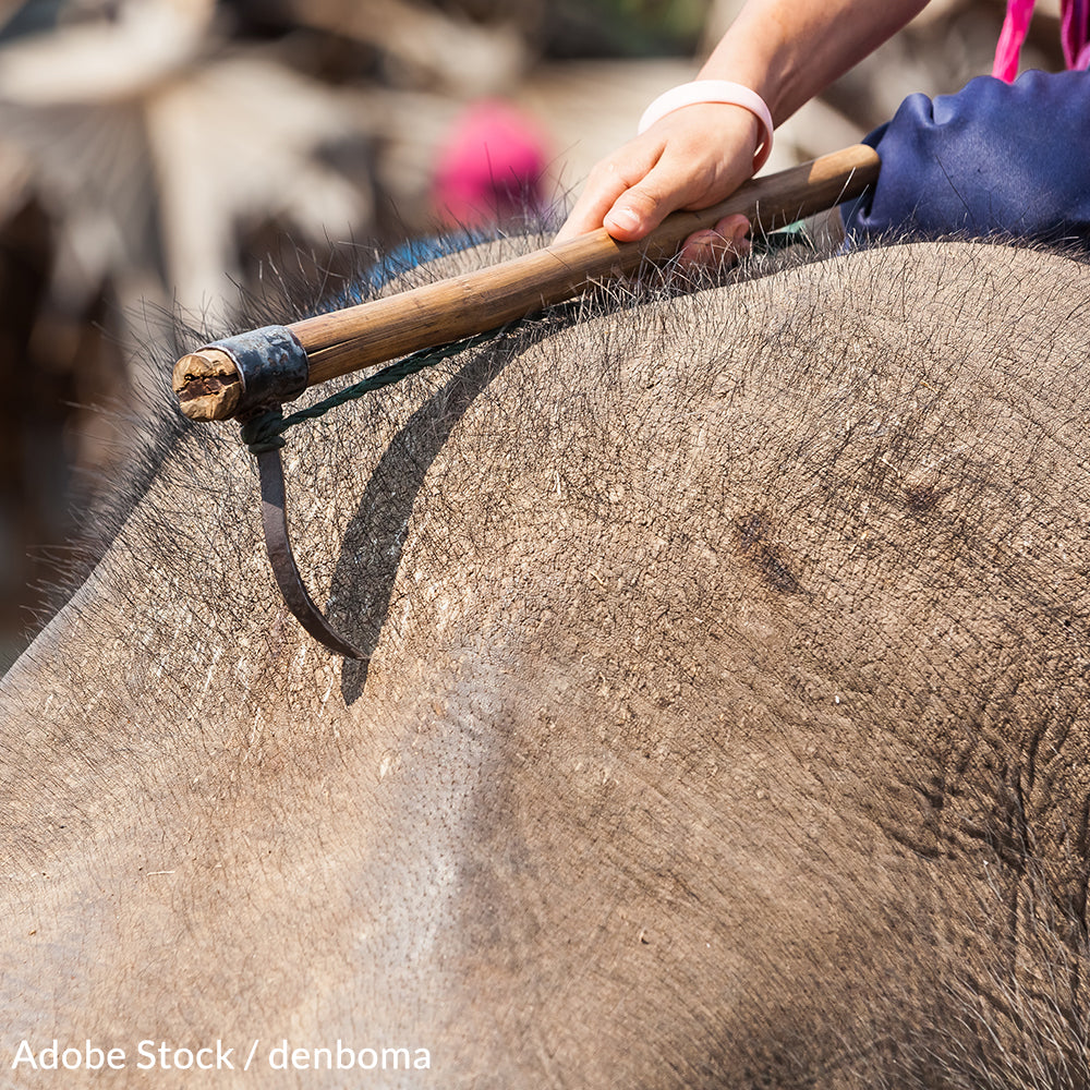 USDA: Ban Bullhooks Now!