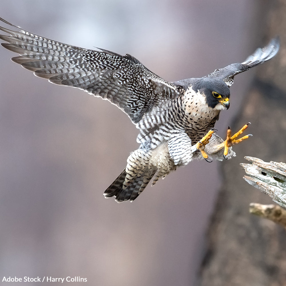 Protect Threatened and Endangered Species