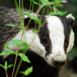 Speak Out For Badgers Before It's Too Late