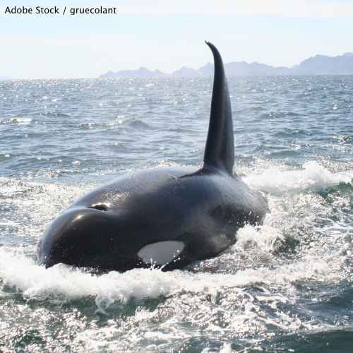 Stop Dumping on Orcas