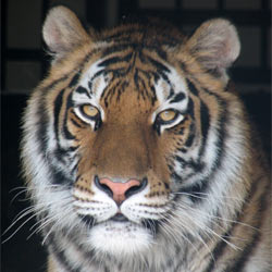 Protect Big Cats and Humans Alike!