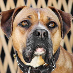 Prosecute People Who Attend Animal Fights!