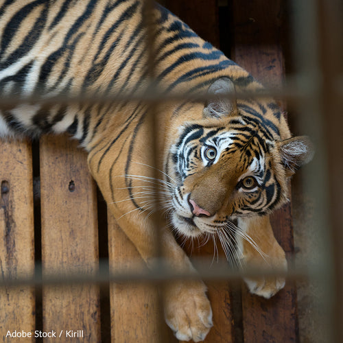 Protect Big Cats And People