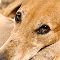 Skechers: Stop Supporting Animal Cruelty!