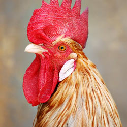 It's Time For McDonald's To Go Cage-Free