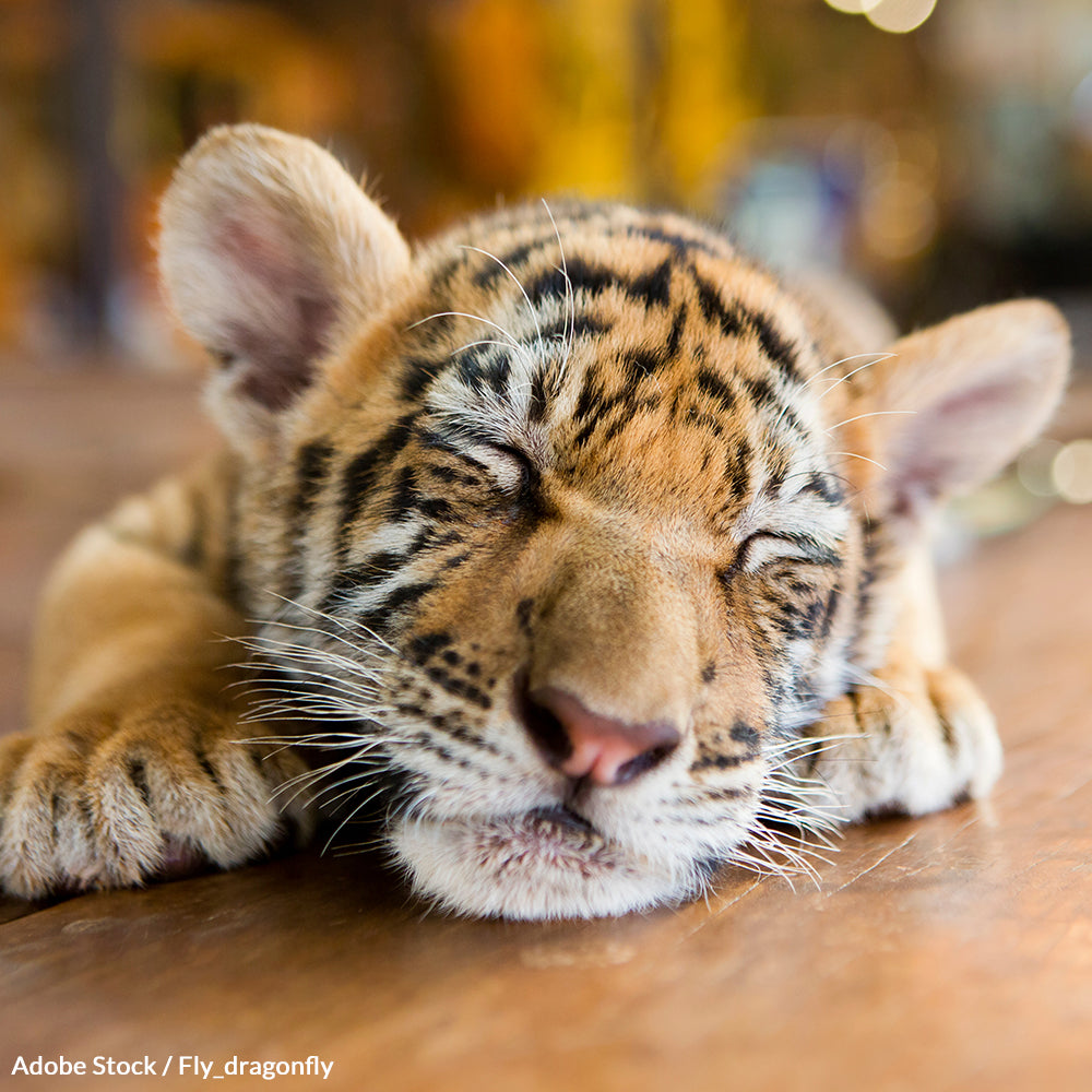 Save Tigers From Exploitation And Suffering