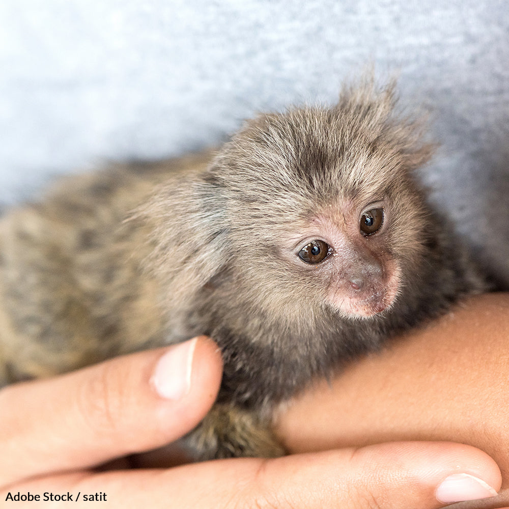 Primates Are Wild Animals, Not Pets!
