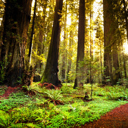 Save California's Majestic Redwood Forest!