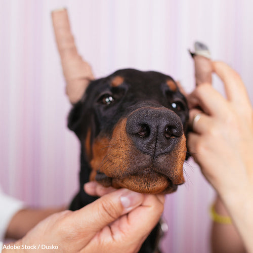 Protect Puppies From Ear Cropping