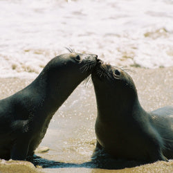 Ocean Acidification: The "Hidden Side" of Climate Change