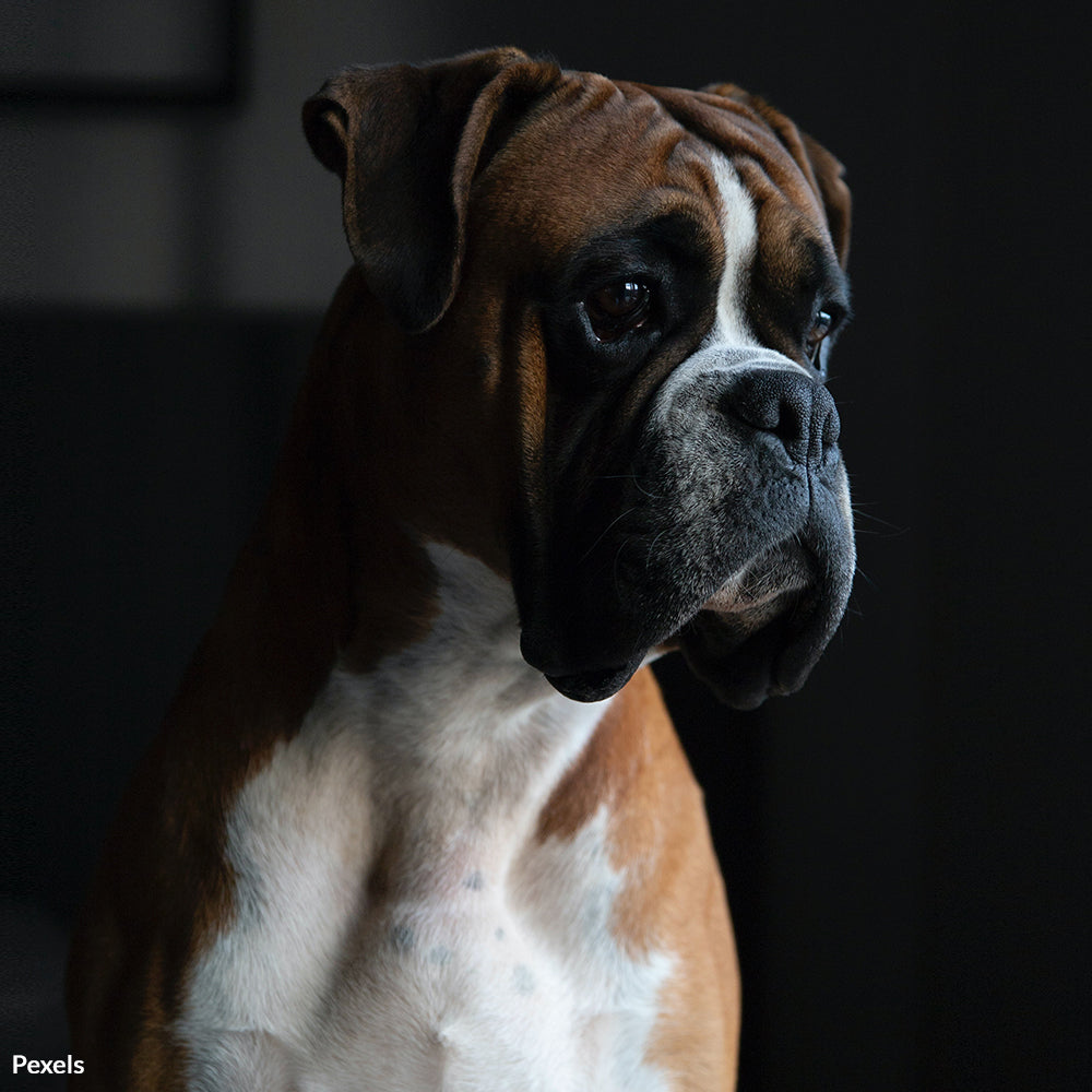 Stop Breed Profiling for Homeowners Insurance!