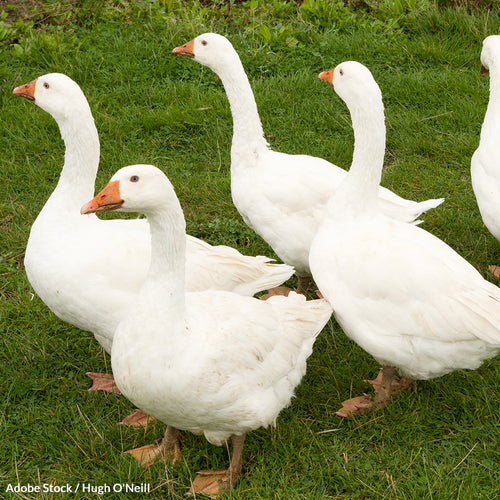 Foie Gras Is No Delicacy, It Is Death