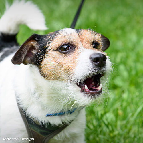Ban Debarking!