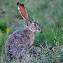 Stop Bloody Hare Coursing in Ireland!