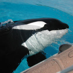 Miami Seaquarium: Release Lolita!