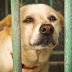 USDA: Get Rid of the Gas Chamber!