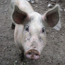 Tell the Military: Stop Testing on Animals!