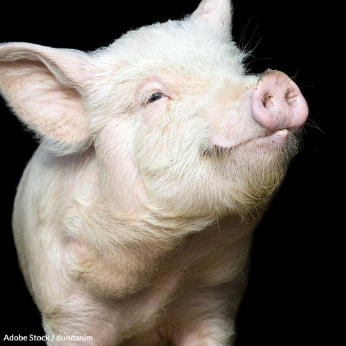 Ford: Stop Funding Crash Tests on Animals