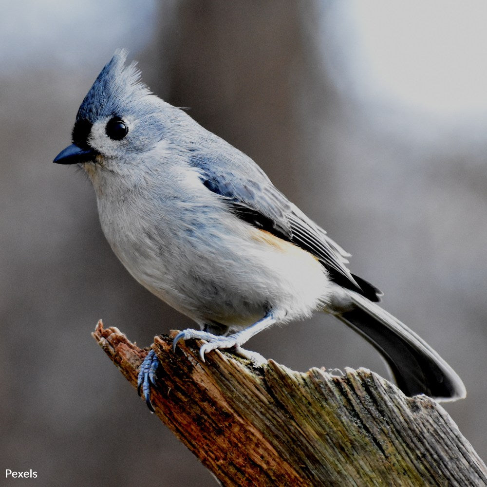 Pledge to Be a Responsible Birder