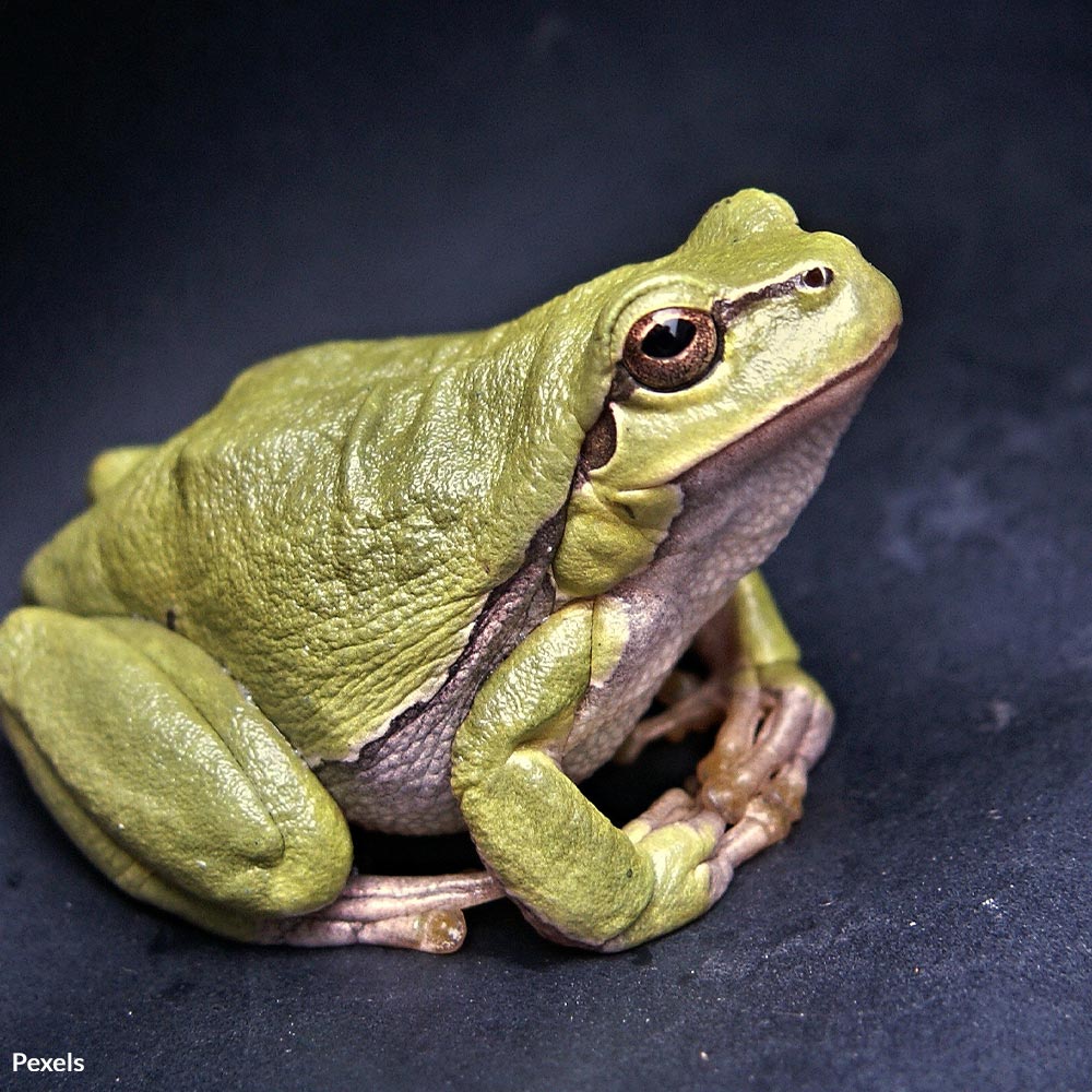 Protect Amphibians in Peril