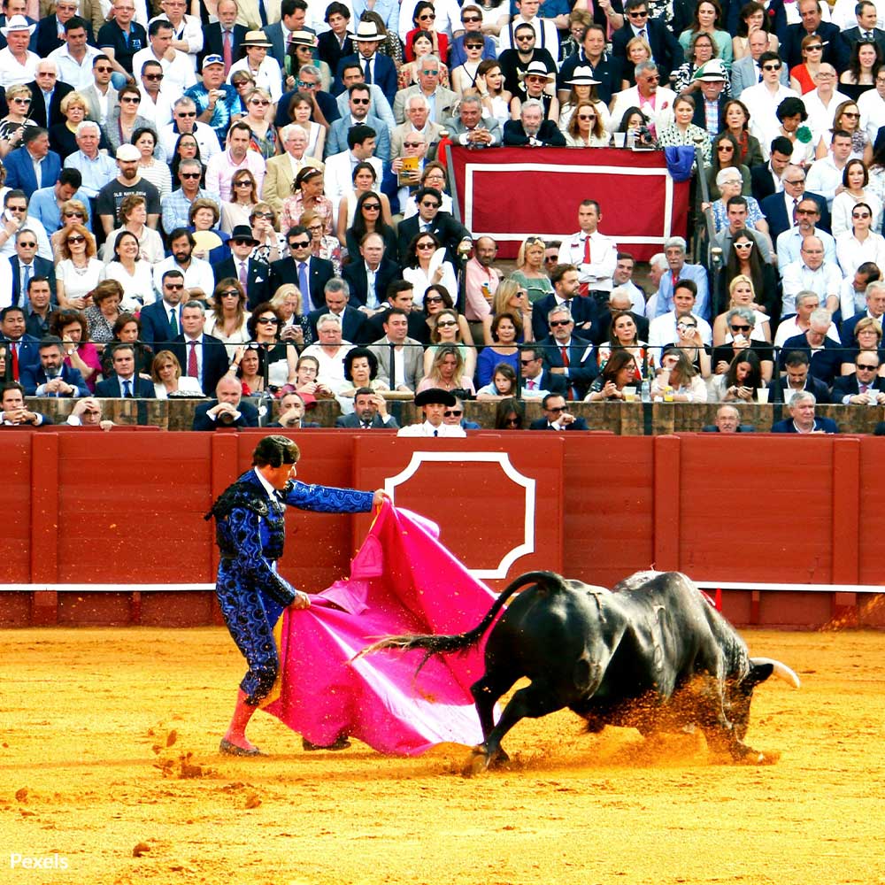 Spain: Stop Exposing Children to Bullfighting Violence