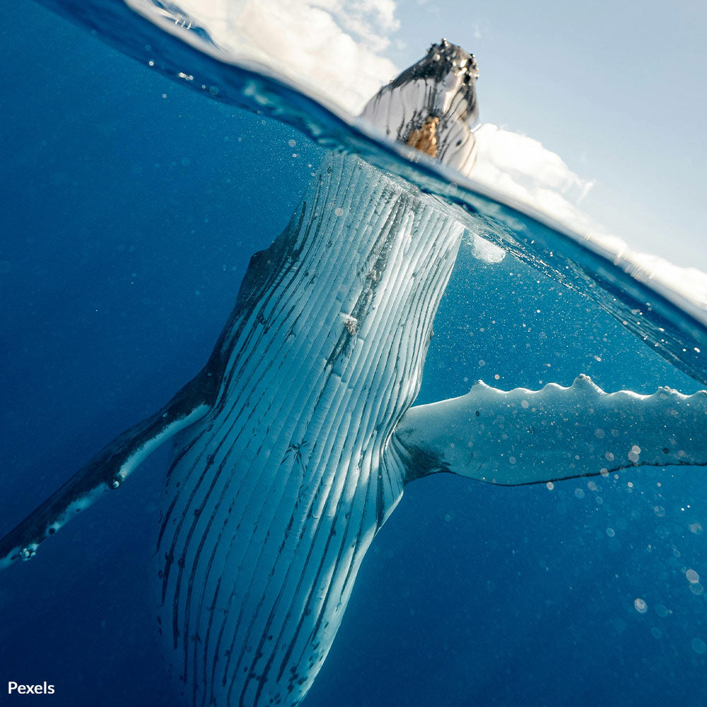 Stop the Slaughter of Whales — Call for Stricter Regulations on Cruise Ships