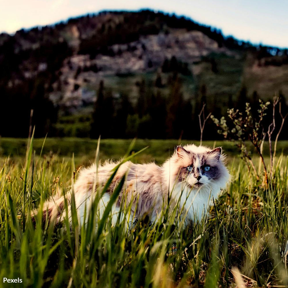 Stop New Zealand's Inhumane Cat Slaughter Contest