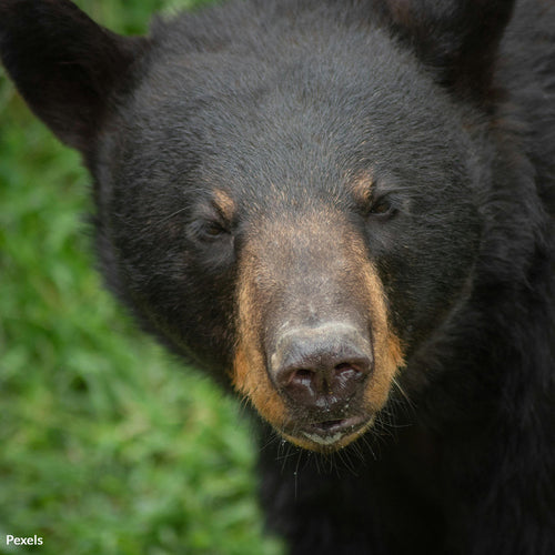 Save Gatlinburg's Black Bears from Tragic Euthanasia