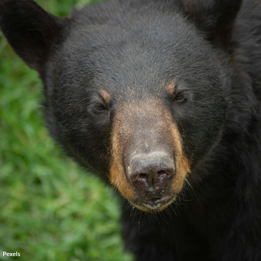 Save Gatlinburg's Black Bears from Tragic Euthanasia