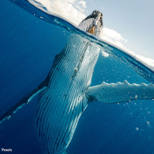 Protect Nantucket's Right Whales from Offshore Wind Projects