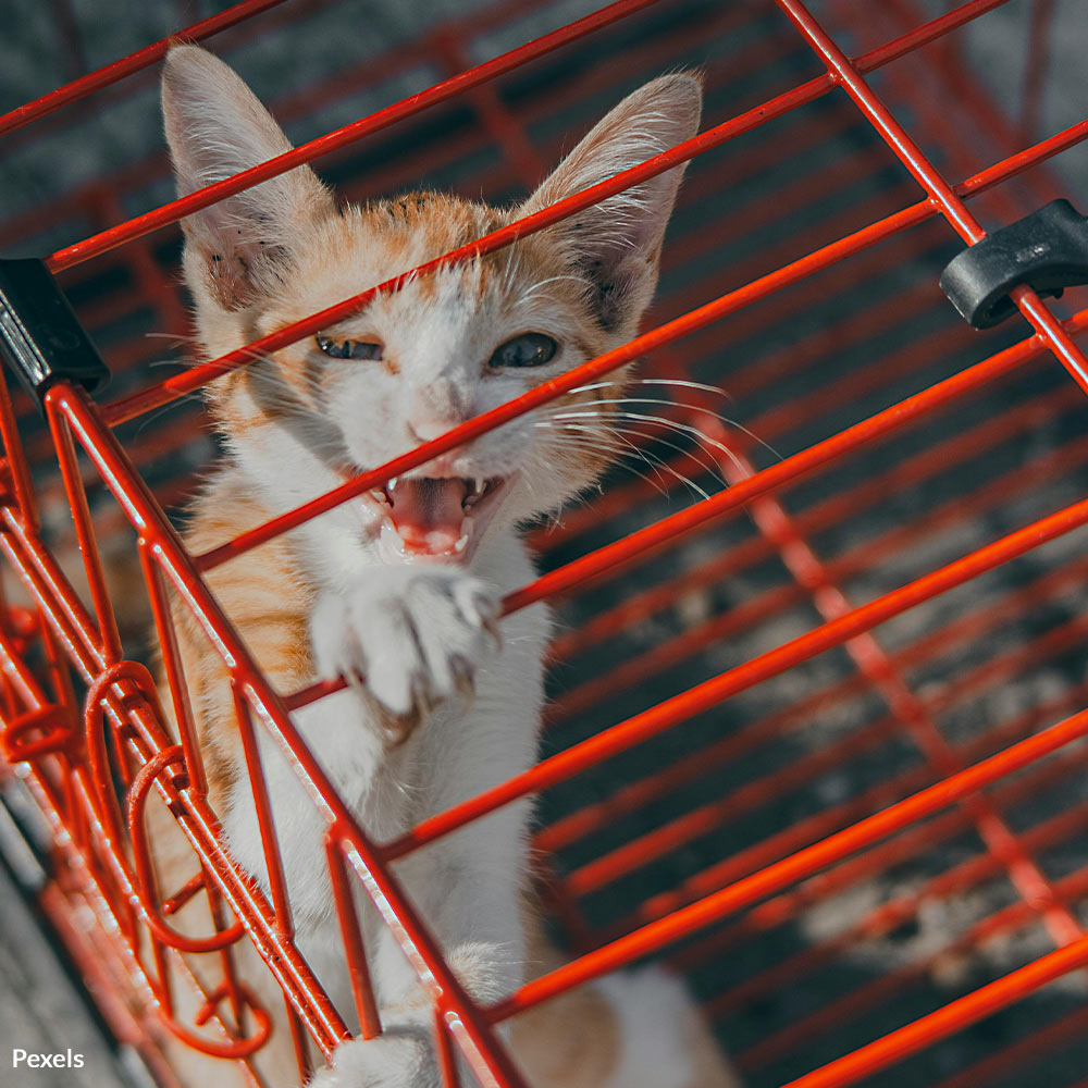 Protect Innocent Lives — Take Action Against Cat Abuse on Social Media