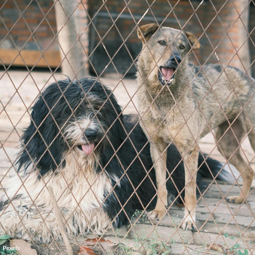 Protect Ohio's Animals from Cruelty