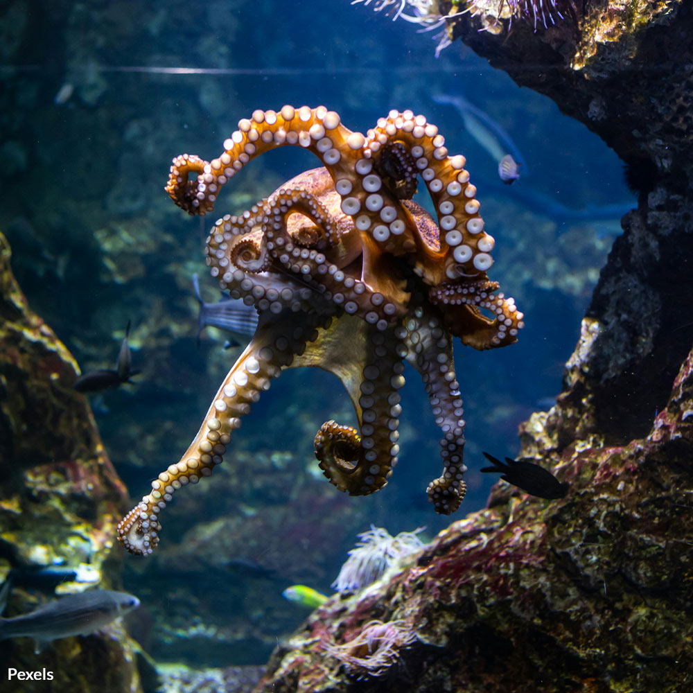 Stop the Brutal Exploitation of Octopuses in Hawaii