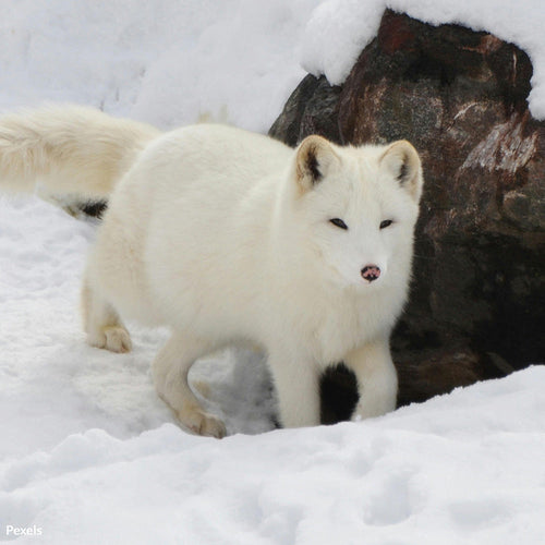 Prevent The Fur Trade From Fueling the Next Pandemic