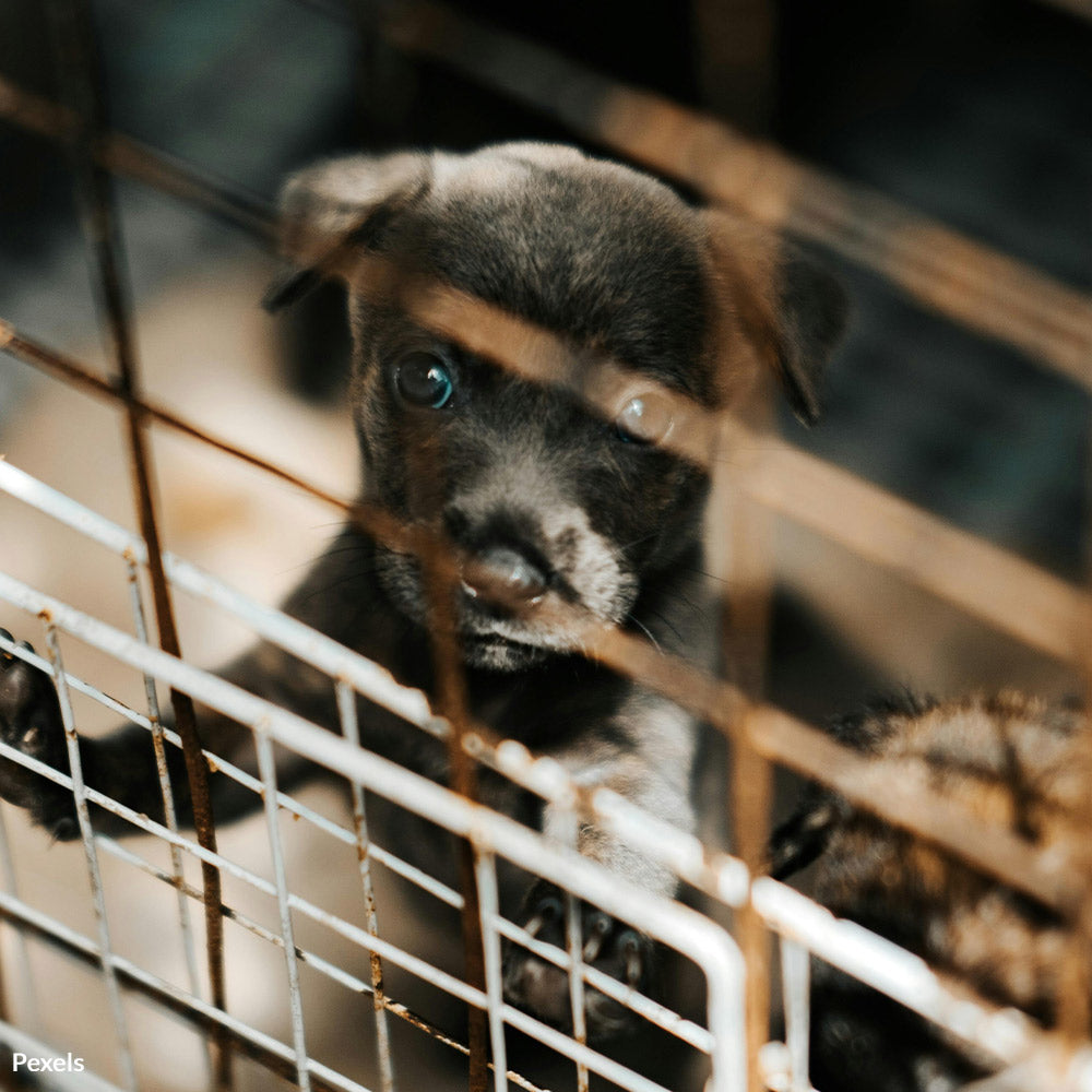 Innocent Puppies Are Dying In Filth — Shut Down This Heartless Trade